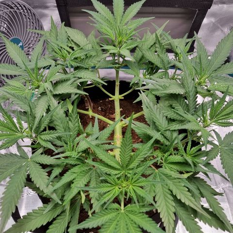 Apple strudel auto 420fb growlog timeline photo
