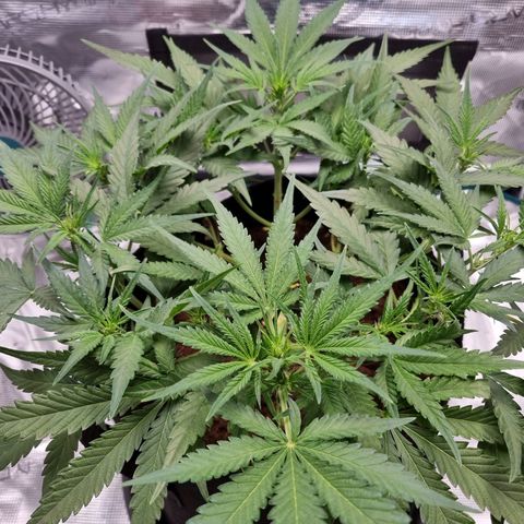 Apple strudel auto 420fb growlog timeline photo