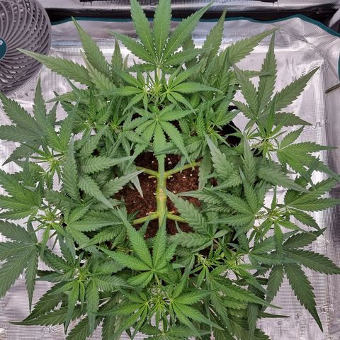 Apple strudel auto 420fb growlog timeline photo