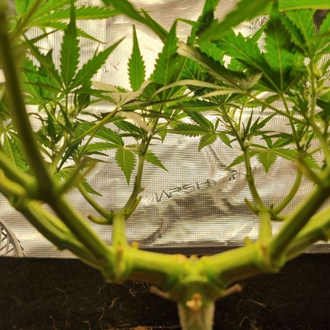 Apple strudel auto 420fb growlog timeline photo