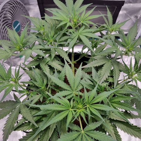 Apple strudel auto 420fb growlog timeline photo