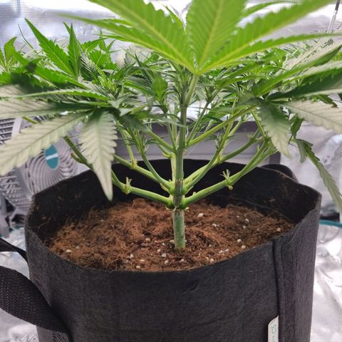 Apple strudel auto 420fb growlog timeline photo