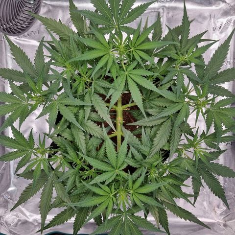Apple strudel auto 420fb growlog timeline photo