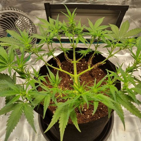 Apple strudel auto 420fb growlog timeline photo