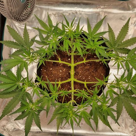 Apple strudel auto 420fb growlog timeline photo