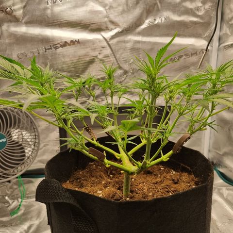 Apple strudel auto 420fb growlog timeline photo