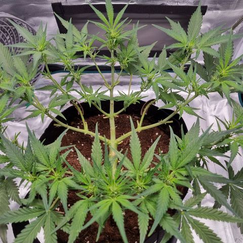 Apple strudel auto 420fb growlog timeline photo