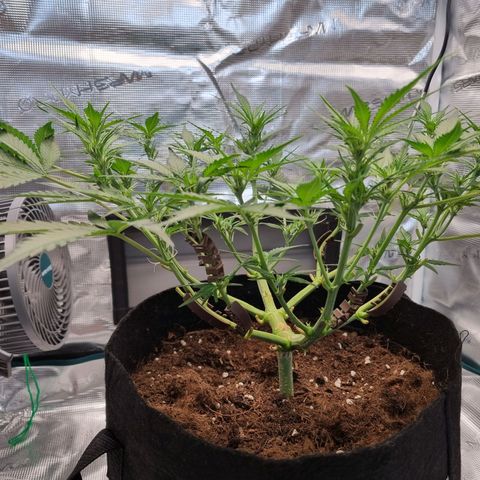 Apple strudel auto 420fb growlog timeline photo