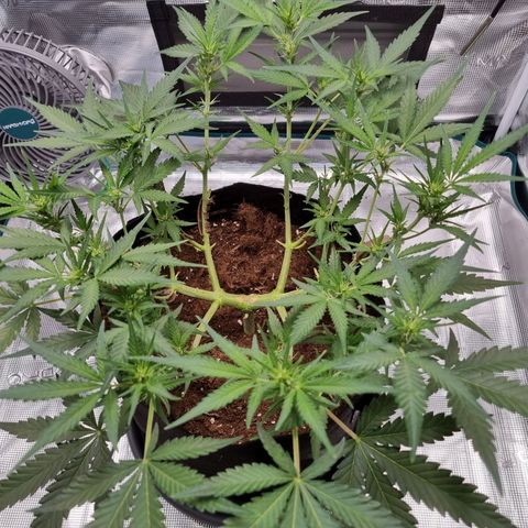 Apple strudel auto 420fb growlog timeline photo