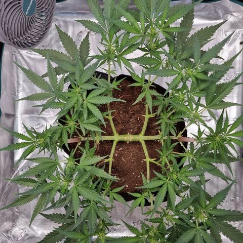 Apple strudel auto 420fb growlog timeline photo