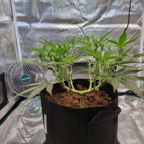 Apple strudel auto 420fb growlog timeline photo