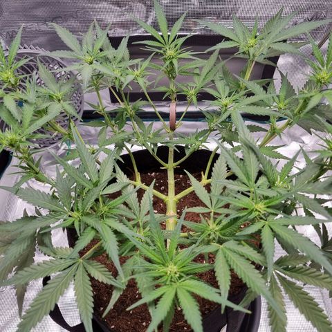 Apple strudel auto 420fb growlog timeline photo