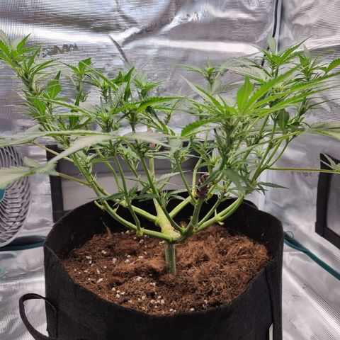 Apple strudel auto 420fb growlog photo: She's in bloom