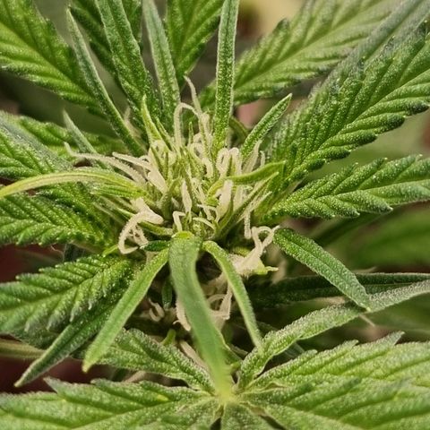 Apple strudel auto 420fb growlog photo: She's in bloom