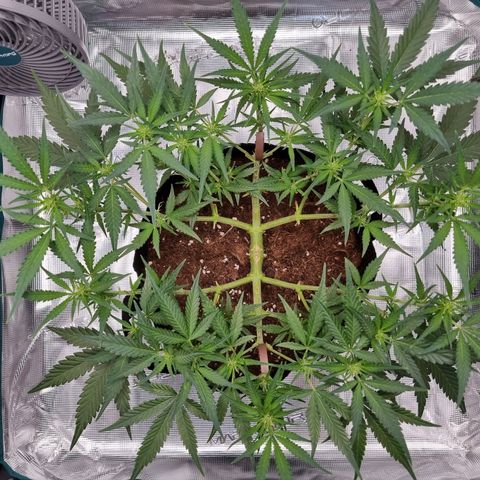 Apple strudel auto 420fb growlog photo: She's in bloom