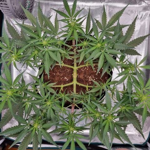 Apple strudel auto 420fb growlog timeline photo