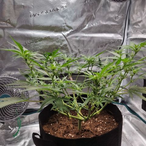 Apple strudel auto 420fb growlog timeline photo