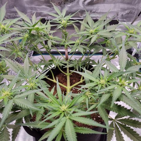 Apple strudel auto 420fb growlog timeline photo