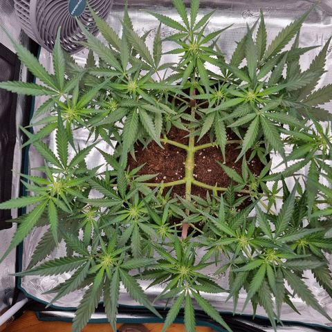 Apple strudel auto 420fb growlog timeline photo