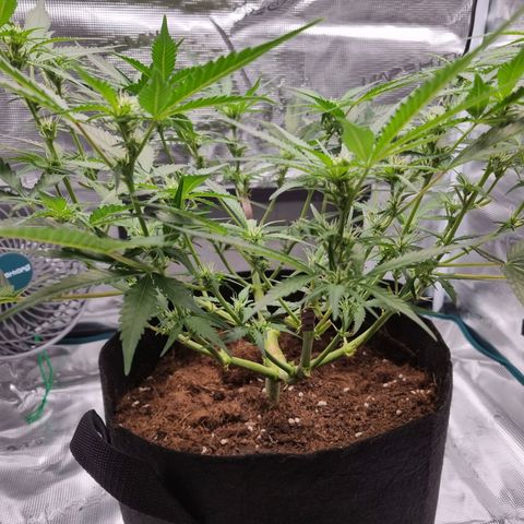 Apple strudel auto 420fb growlog timeline photo