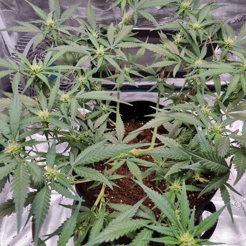 Apple strudel auto 420fb growlog timeline photo