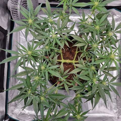 Apple strudel auto 420fb growlog timeline photo