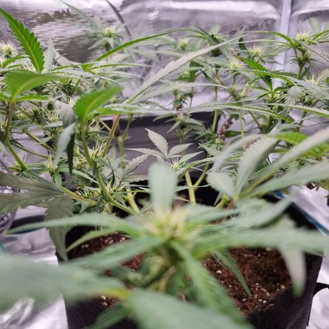 Apple strudel auto 420fb growlog timeline photo