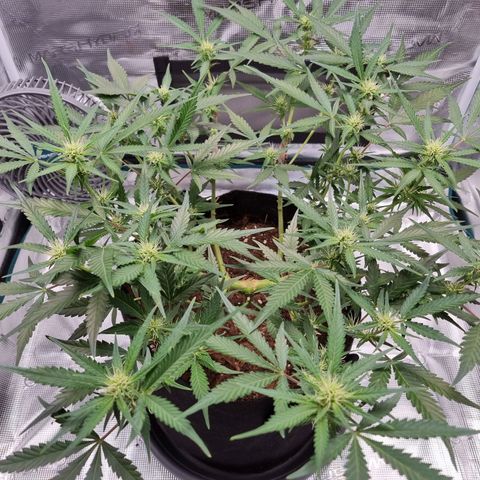 Apple strudel auto 420fb growlog timeline photo