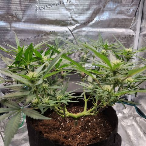 Apple strudel auto 420fb growlog timeline photo