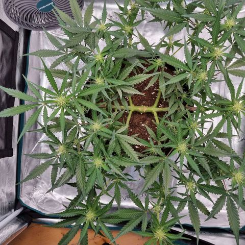 Apple strudel auto 420fb growlog timeline photo