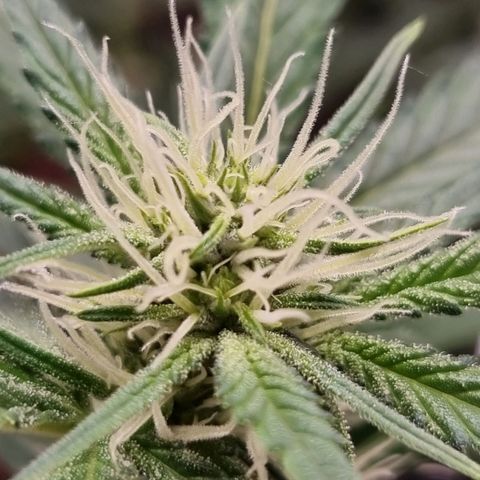 Apple strudel auto 420fb growlog timeline photo