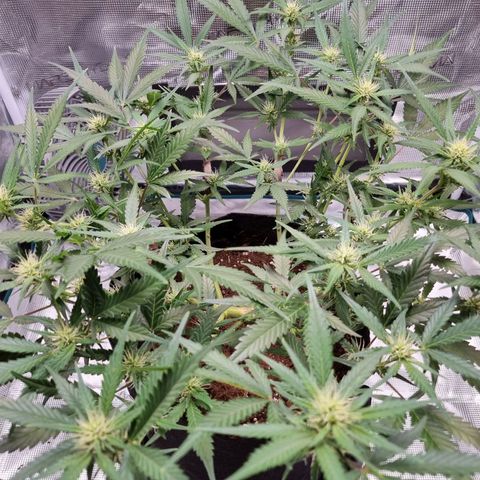Apple strudel auto 420fb growlog timeline photo