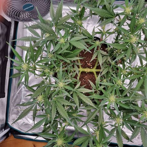 Apple strudel auto 420fb growlog timeline photo