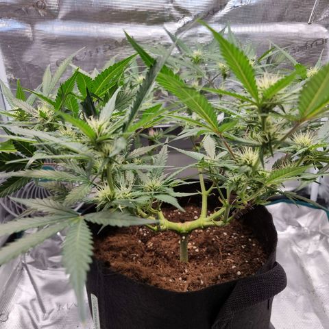 Apple strudel auto 420fb growlog timeline photo