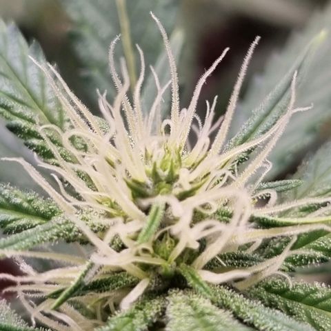 Apple strudel auto 420fb growlog timeline photo