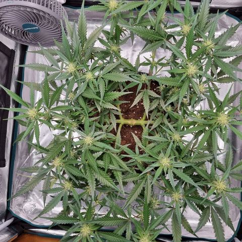 Apple strudel auto 420fb growlog timeline photo