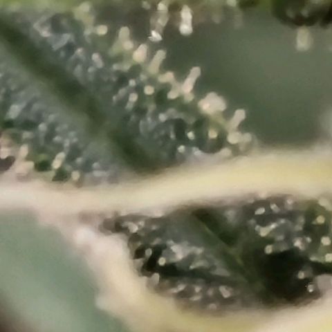 Apple strudel auto 420fb growlog timeline photo