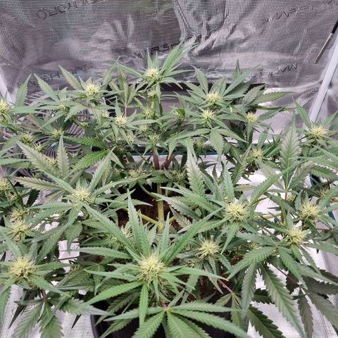 Apple strudel auto 420fb growlog timeline photo