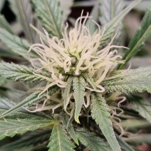 Apple strudel auto 420fb growlog timeline photo