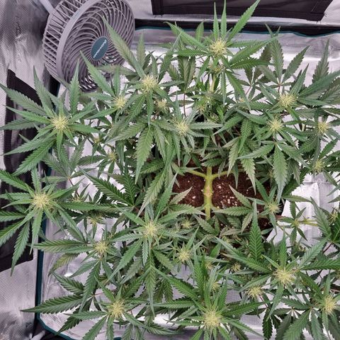 Apple strudel auto 420fb growlog timeline photo