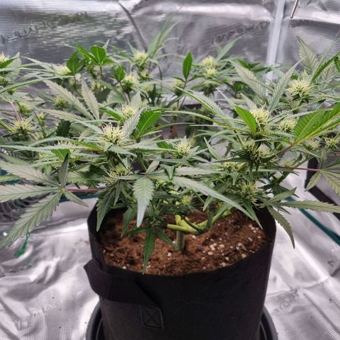 Apple strudel auto 420fb growlog timeline photo