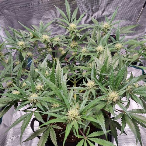 Apple strudel auto 420fb growlog timeline photo