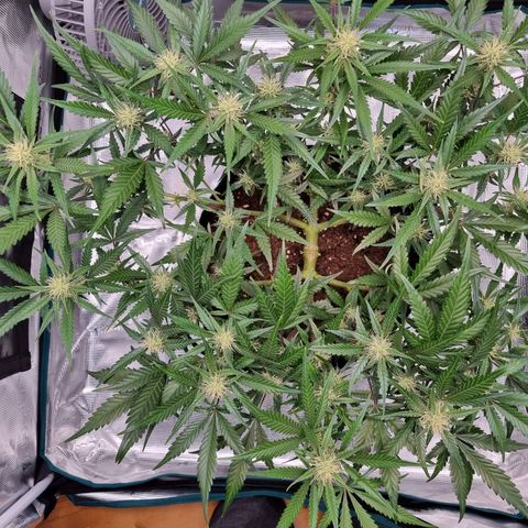 Apple strudel auto 420fb growlog timeline photo