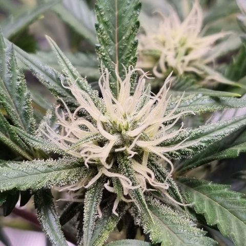 Apple strudel auto 420fb growlog timeline photo