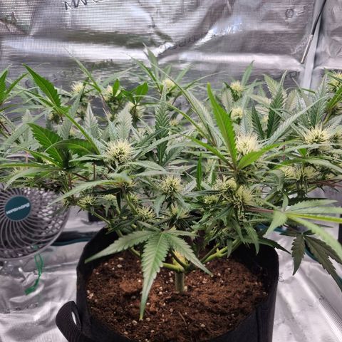 Apple strudel auto 420fb growlog timeline photo