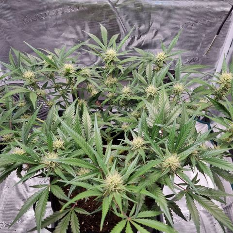 Apple strudel auto 420fb growlog timeline photo