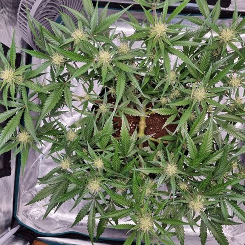 Apple strudel auto 420fb growlog timeline photo