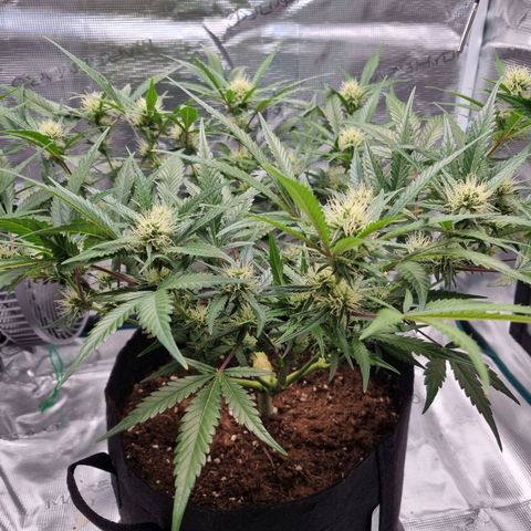 Apple strudel auto 420fb growlog timeline photo