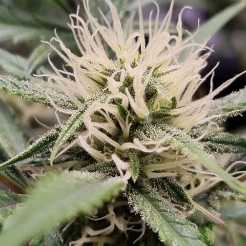Apple strudel auto 420fb growlog timeline photo