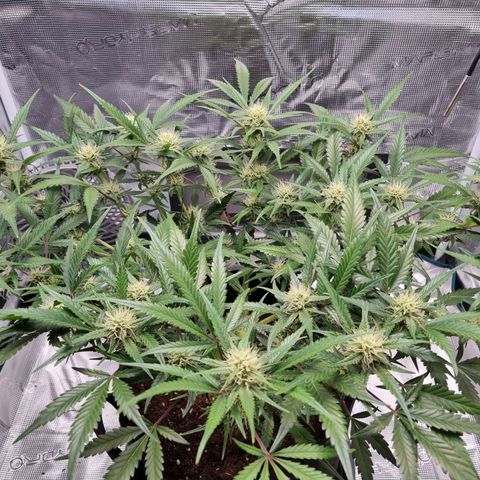 Apple strudel auto 420fb growlog timeline photo